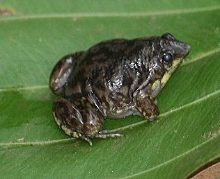 Marmorierter Ferkelfrosch, Hemisus marmoratus, Shovel Nose Frog